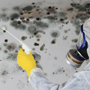 Mold Sampling